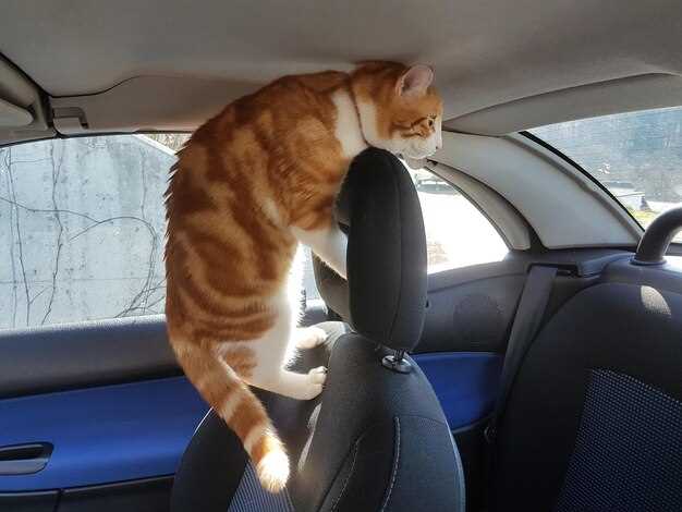 Выбор подходящей переноски для кошки